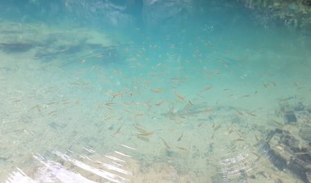 cá suối bơi trong hồ Mã Đà