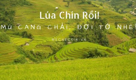 Lúa Chín Rồi!Mù Cang Chải, Đợi Tớ Nhé (1)