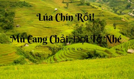 Lúa Chín Rồi!Mù Cang Chải, Đợi Tớ Nhé