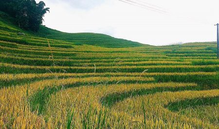 Lao Chải – Tả Văn