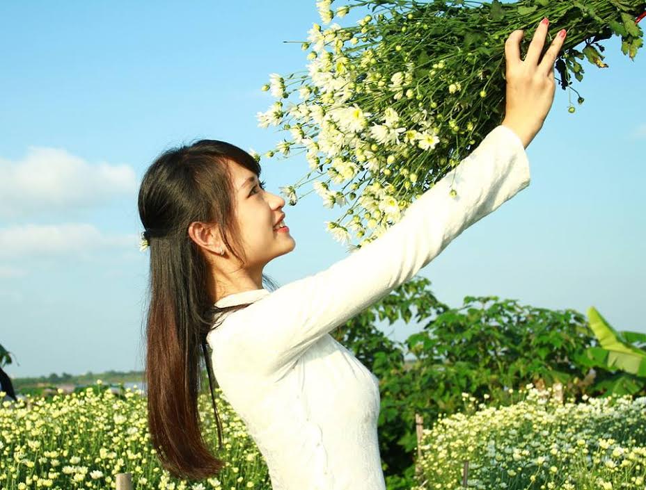 Cúc họa mi hà nội - Vườn hoa Nhật Tân