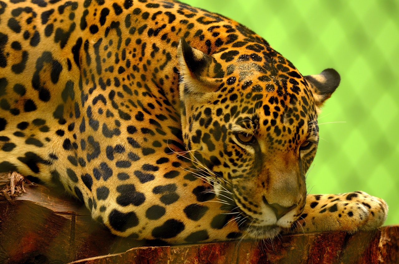 du lịch costa rica, jaguar