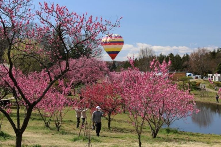 Mùa Xuân Ở Nhật Bản Có Gì? – Du lịch Ibaraki Với Hoa Mơ Và Các Lễ Hội