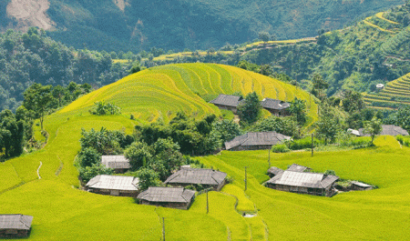 bản-Phùng-mùa-lúa-chín