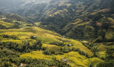 bậc-thang-lúa-chín