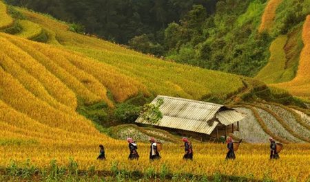 Mùa lúa chín miền Bắc