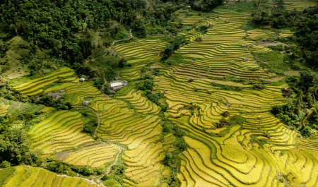 ruộng-bậc-thang-Sapa-mùa-lúa-chín