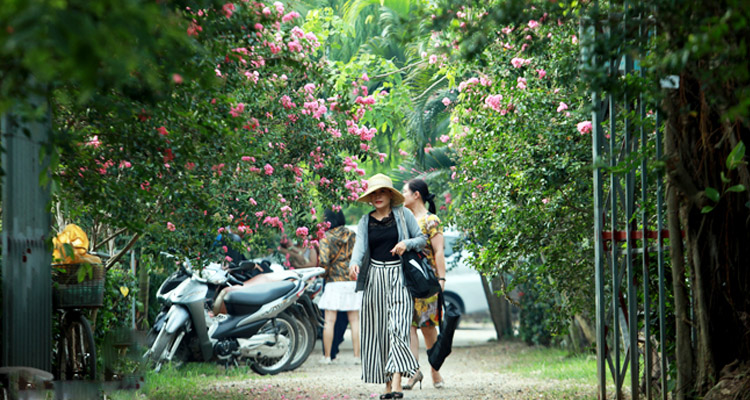 Con đường hoa tường vi xã Tam Hiệp Thanh Trì