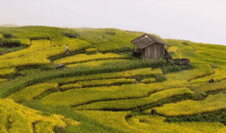 Y Tý – Sắc vàng vùng cao trong mùa lúa chín