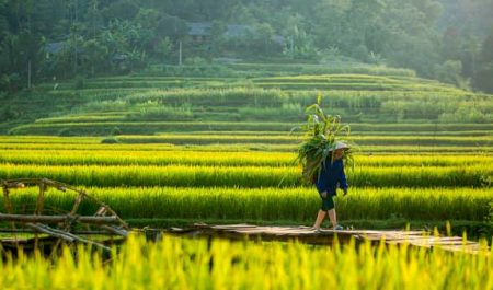 Pù Luông – Thả hồn giữa mùa lúa chín