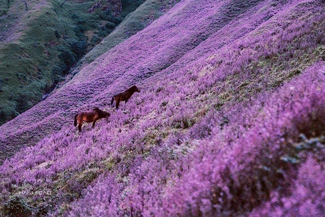 Thời điểm đẹp nhất của Tà Chì Nhù là vào tháng 10, những bông hoa tím nổ rộ ở những mảnh đồi trọc trông không khác gì cánh đồng violet ở Châu Âu.