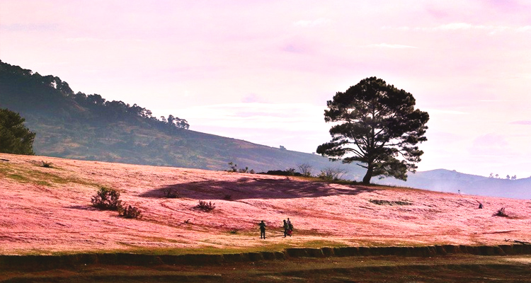 Đồi cỏ hồng ở cây thông cô đơn Đà Lạt