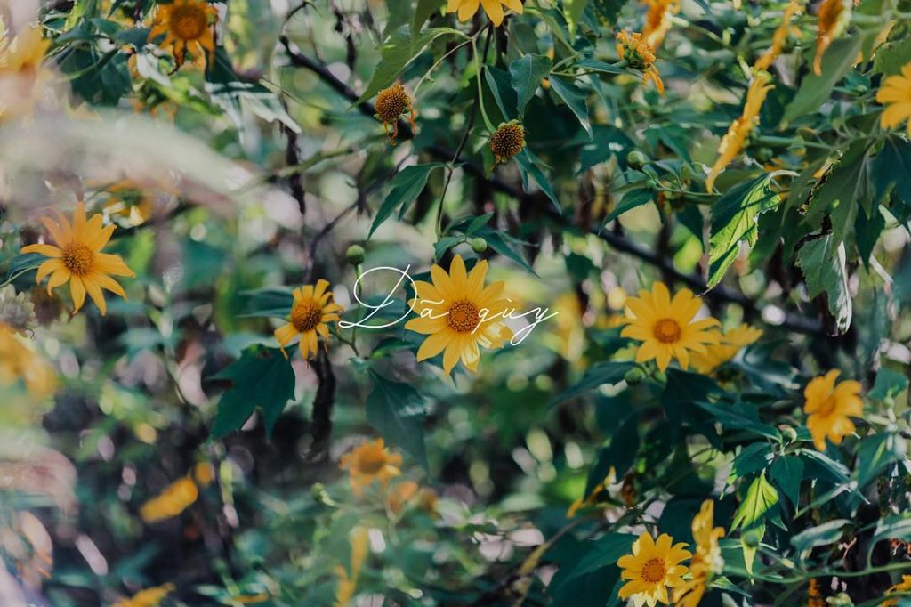 Địa điểm ngắm hoa dã quỳ đẹp - Lạng Sơn