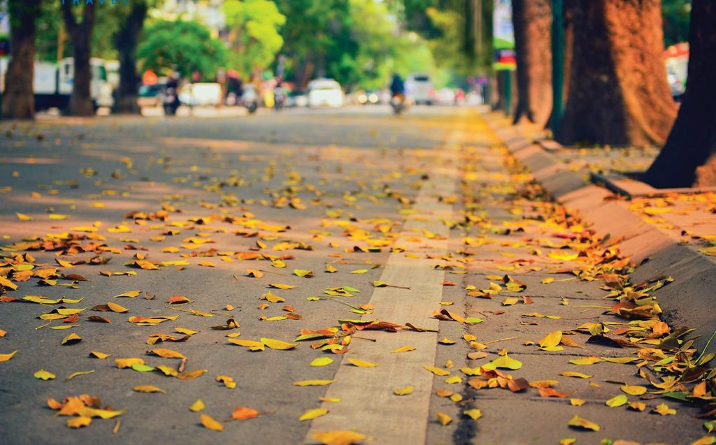 Hình 2: lá mùa thu rơi xào xạc trên góc phố Hà Nội