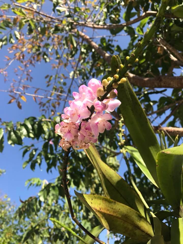 Ngày nắng đẹp, dưới vòm trời tỏa nắng sau khi thức dậy du khách có thể dạo một vòng quanh Magnolia Villa ngắm hoa nở, nghe chim hót líu lo. 