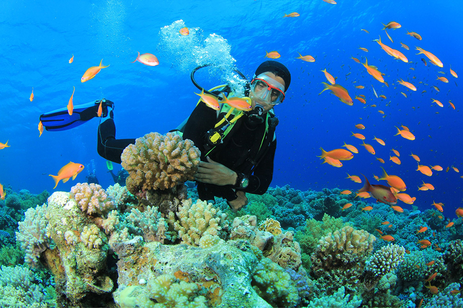 Trải nghiệm ngắm những rặng san hô rực rỡ ở Cù Lao Xanh