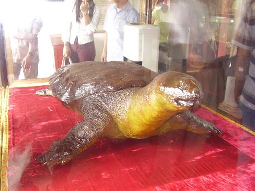 Tiêu bản cụ rùa Hồ Gươm được trưng bày tôn nghiêm trong đền Ngọc Sơn ﻿