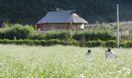 Hoa nở vào mùa xuân