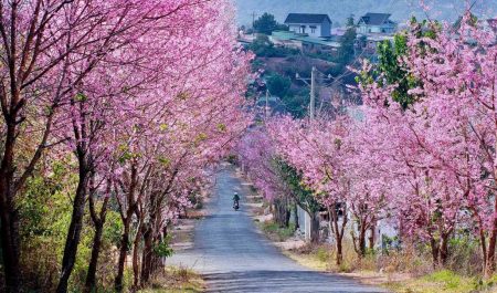 Hoa nở vào mùa xuân