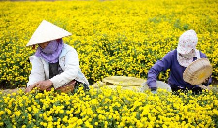 Hoa nở vào mùa xuân