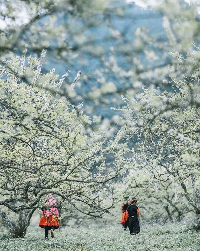 Mỗi mùa, Mộc Châu đều mang những vẻ đẹp khác nhau