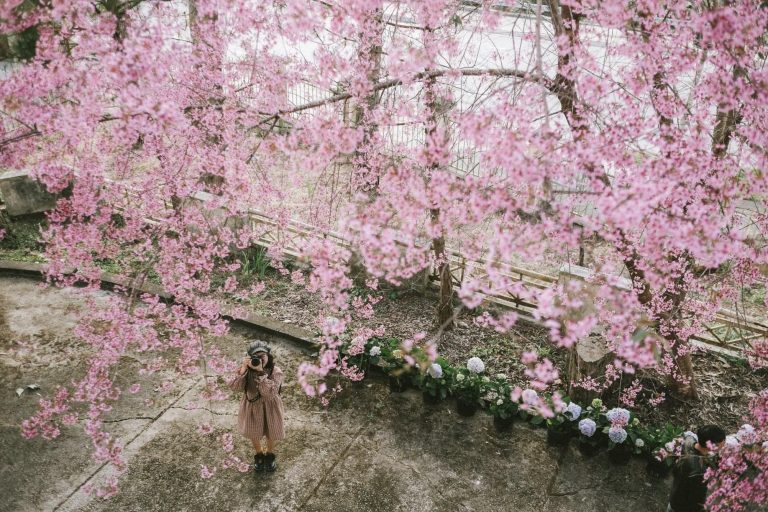 Những cung đường ngắm hoa mai anh đào Đà Lạt tuyệt đẹp không kém Nhật Bản