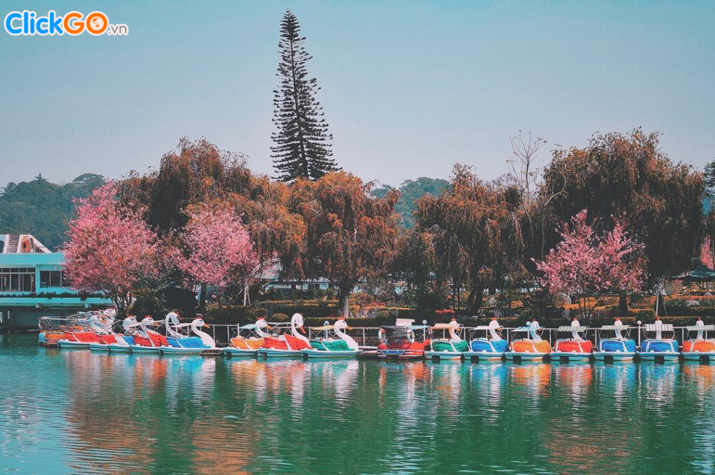  Ngắm hoa mai anh đào Đà Lạt ở Hồ Xuân Hương