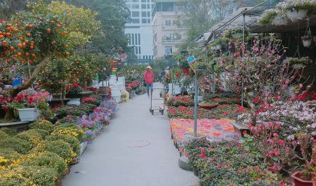 Chợ hoa ngày Tết