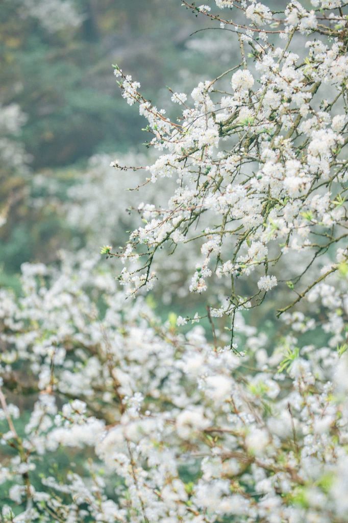 Hoa nở trắng muốt khắp cả núi rừng