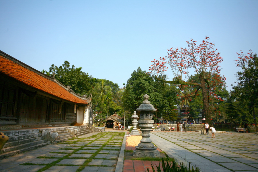 cây hoa gạo ở chùa thầy