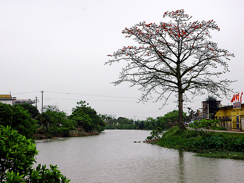 cây hoa gạo bên sông Ninh Cơ