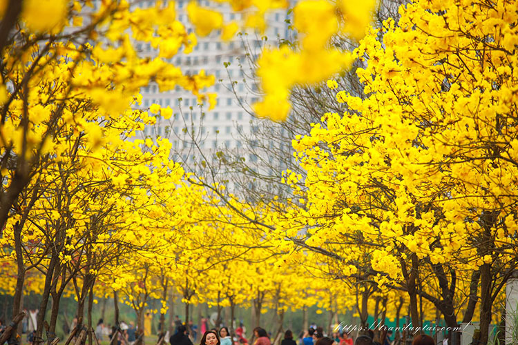 Hoa Phong Linh – Tôi thấy hoa vàng trên cỏ xanh phiên bản Hà Nội
